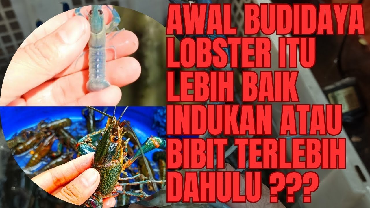 awal budidaya lobster air tawar itu lebih baik beli bibit atau indukan | Lobster Balap