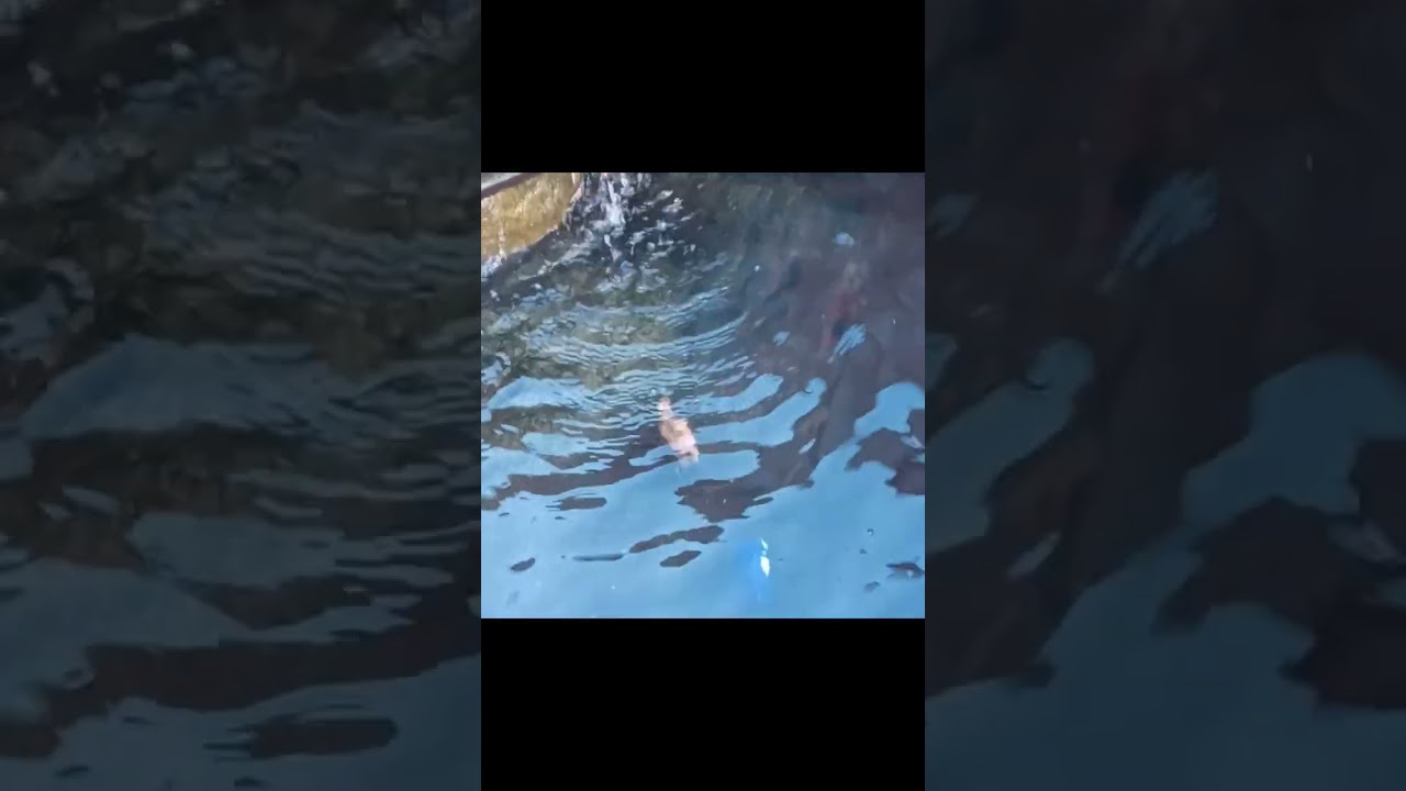 Waterfall fight with King Kong 