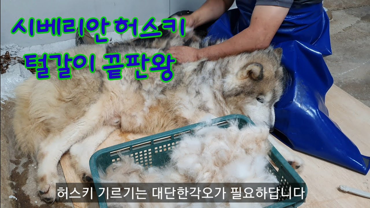 털갈이 끝판왕허스키 키우실려면 대단한 각오가 필요하답니다husky shedding     It takes a lot of determination to raise a husky.