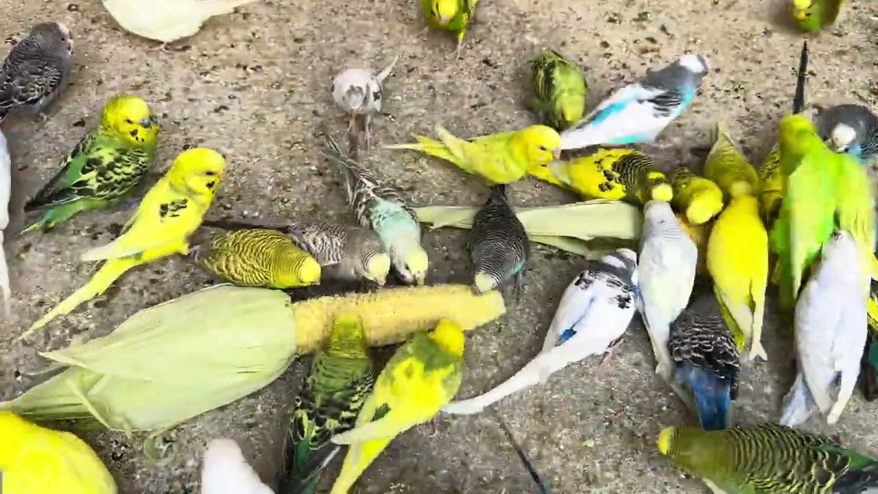 “My Budgie Has Better Attitude Than Me 😂“POV: You’re Owned by a Budgie”
