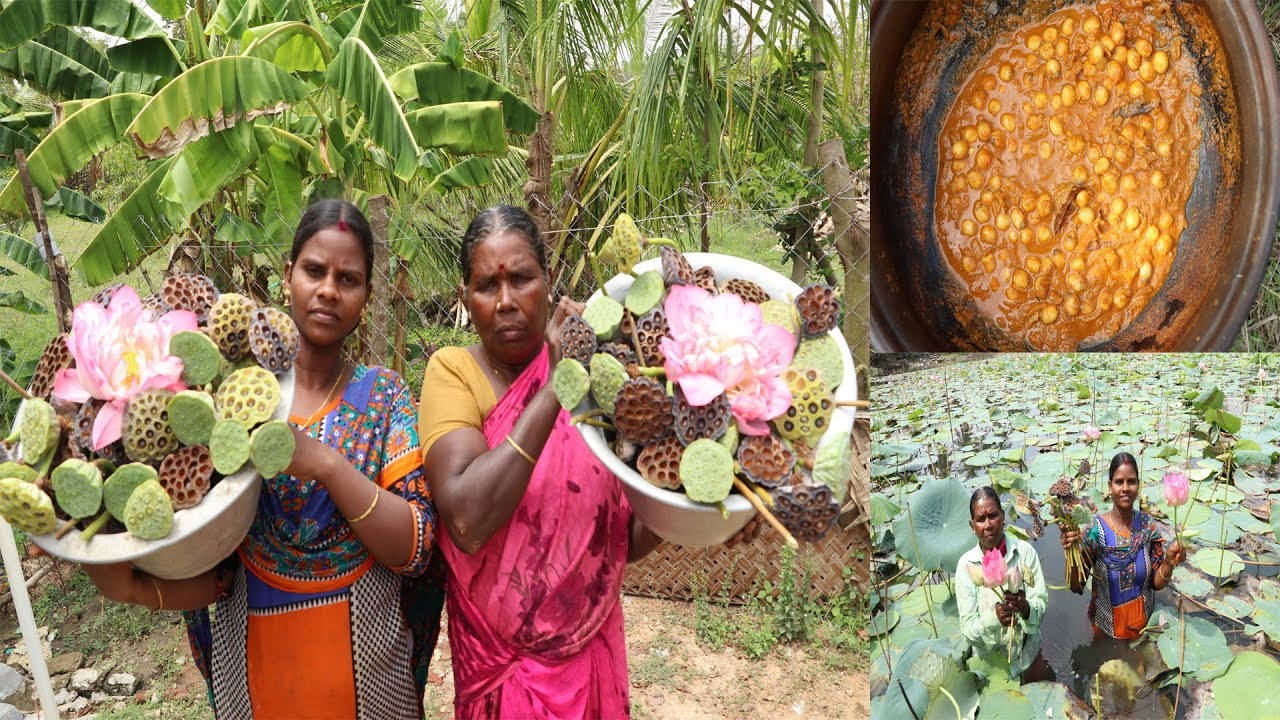 குடும்பத்தோடு நடு குளத்தில்  தாமரை காய் வேட்டையாடி சுவைமிகுந்த  கிரேவி செய்முற🌺Lotus Seed Gravy
