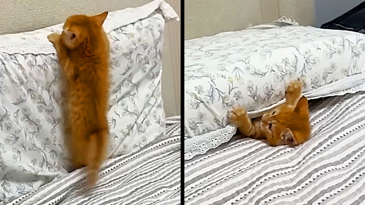 Лучшие видео с котятами в интернете