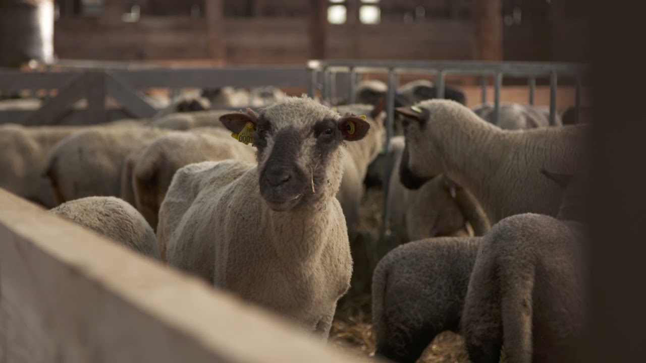 10&egrave;me RVHT - La ferme de Buzin et son projet de diversification autour de la poire