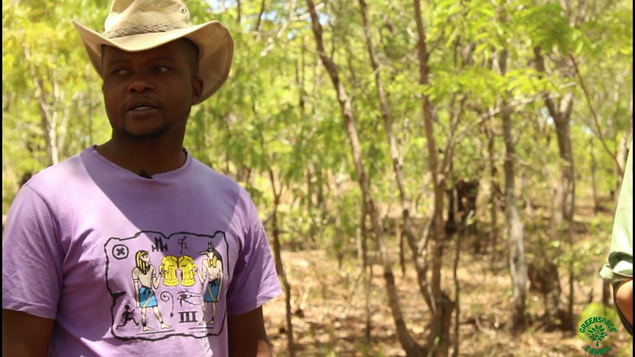 Tree Club Zambia - Diplorhynchus Condylocarpon