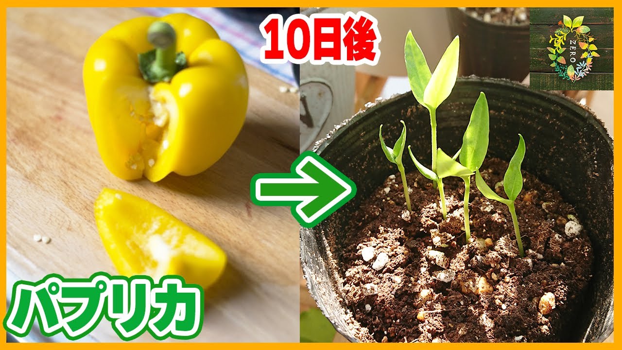 【超裏技】スーパーで買ったパプリカを種から育ててみた【再生栽培】