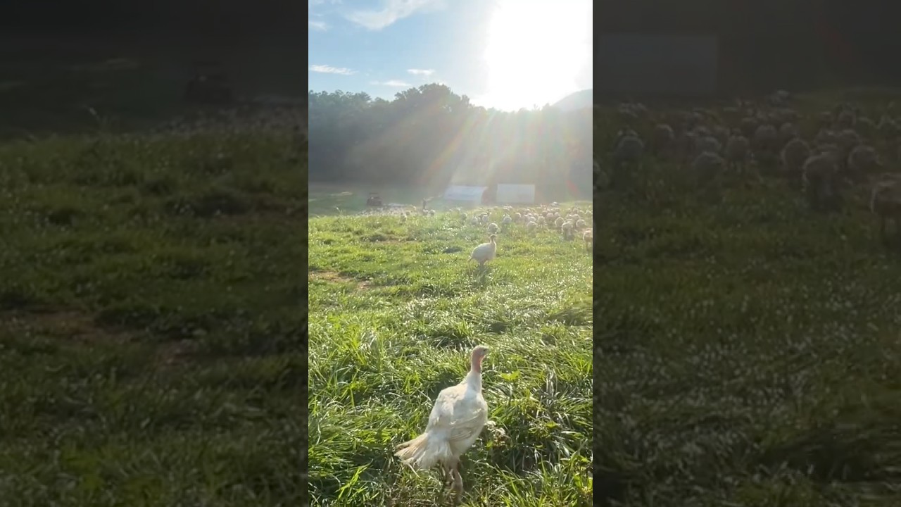 Fresh Pasture = Happy Turkeys