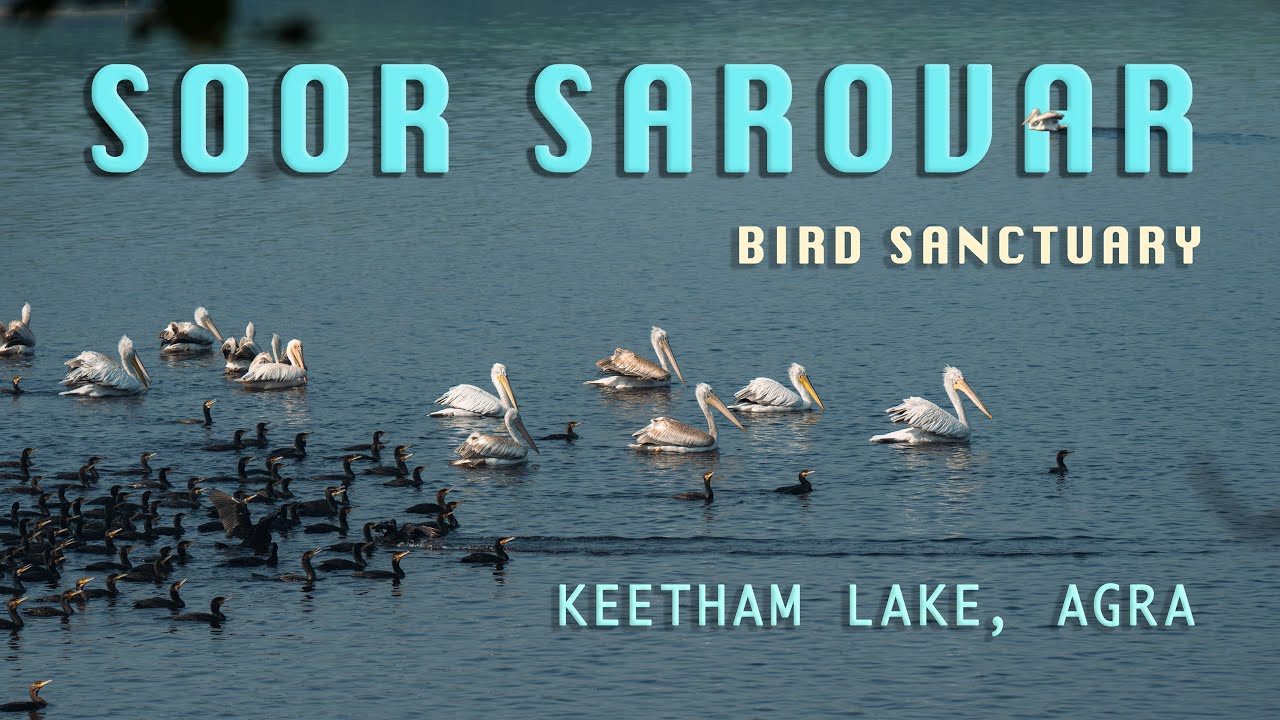 Soor Sarovar Pakshi Vihar | Dalmatian Pelican | Agra Bear Rescue Facility | Rare Winter Visitors |