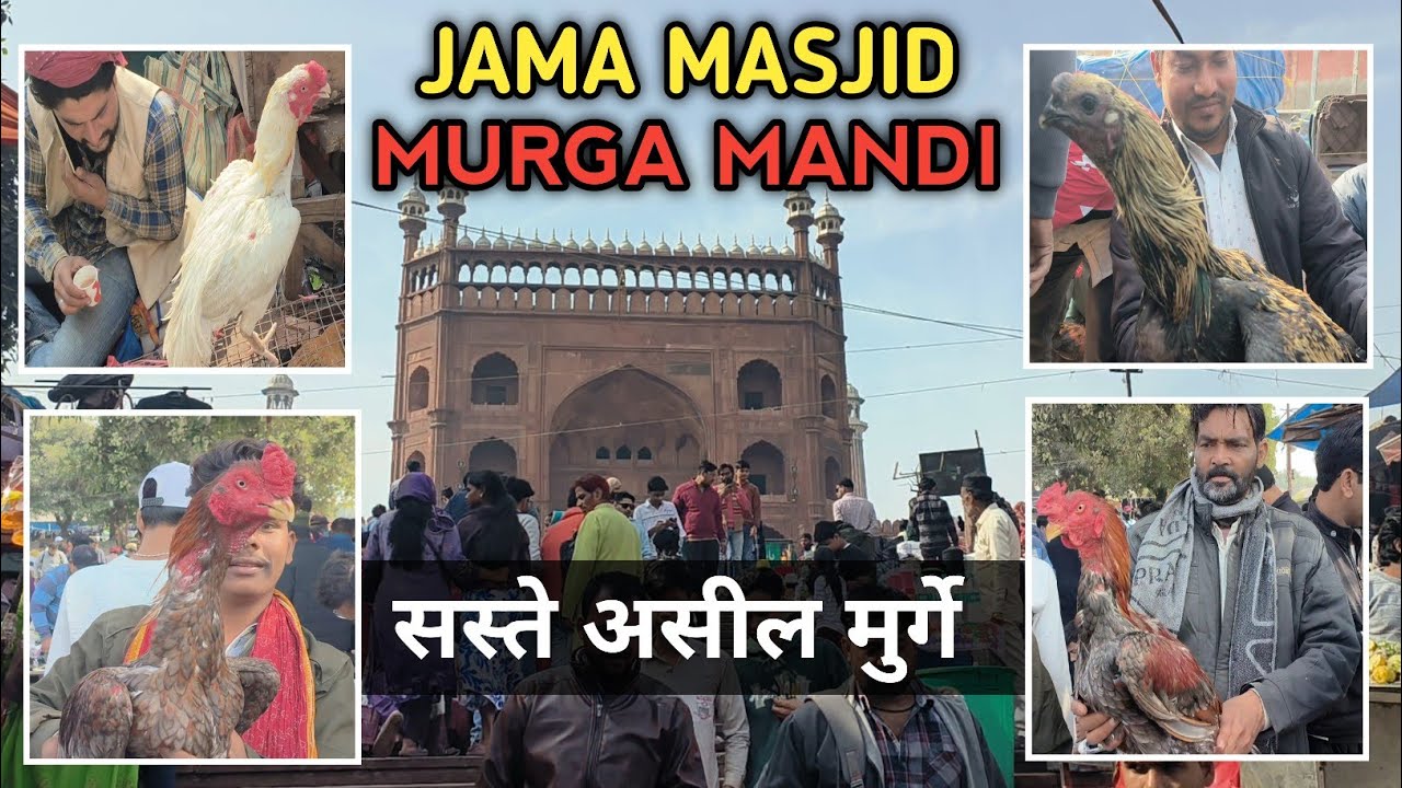 जामा मस्जिद असील मुर्गा मंडी | Saste Aseel murge  | Jama masjid Sunday Market