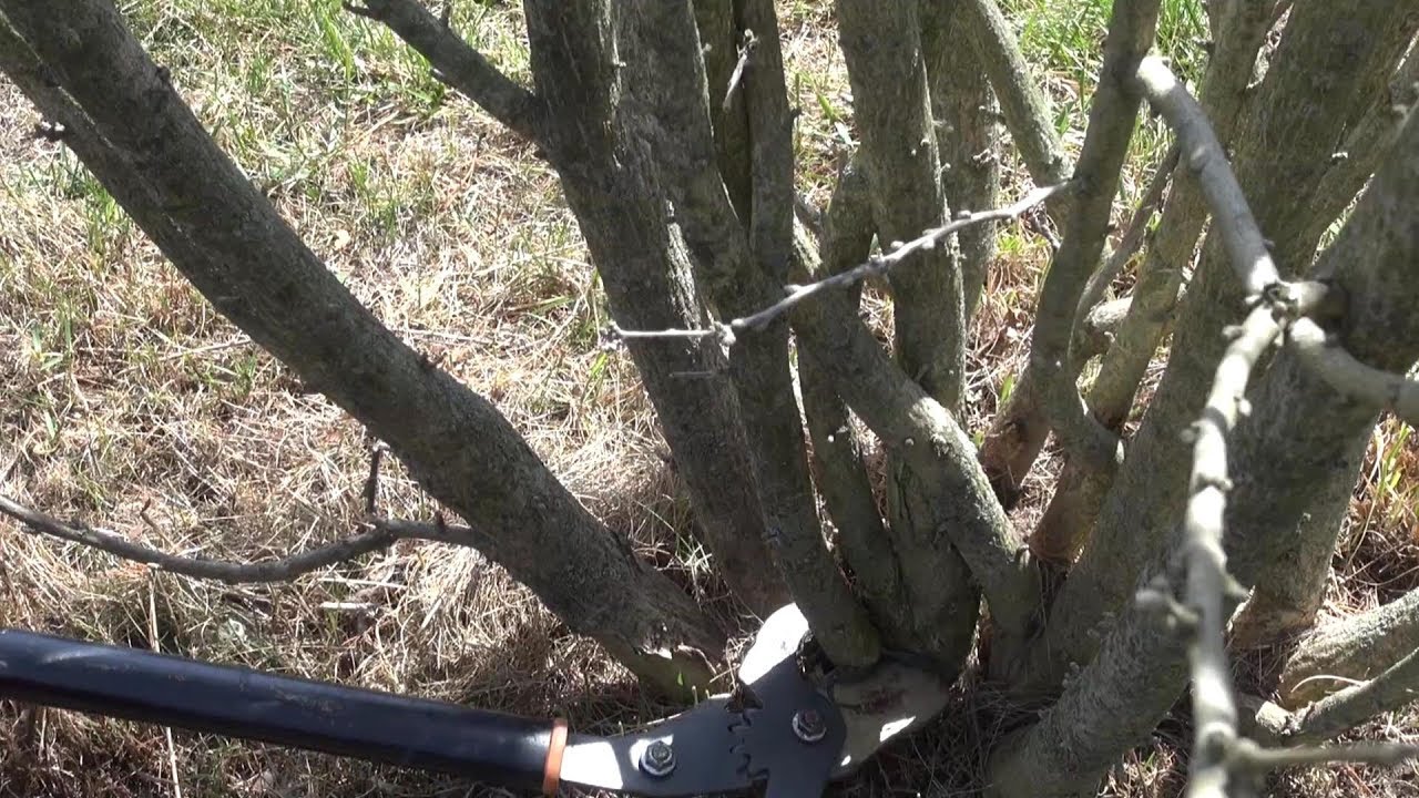 Pruning Rose of Sharon