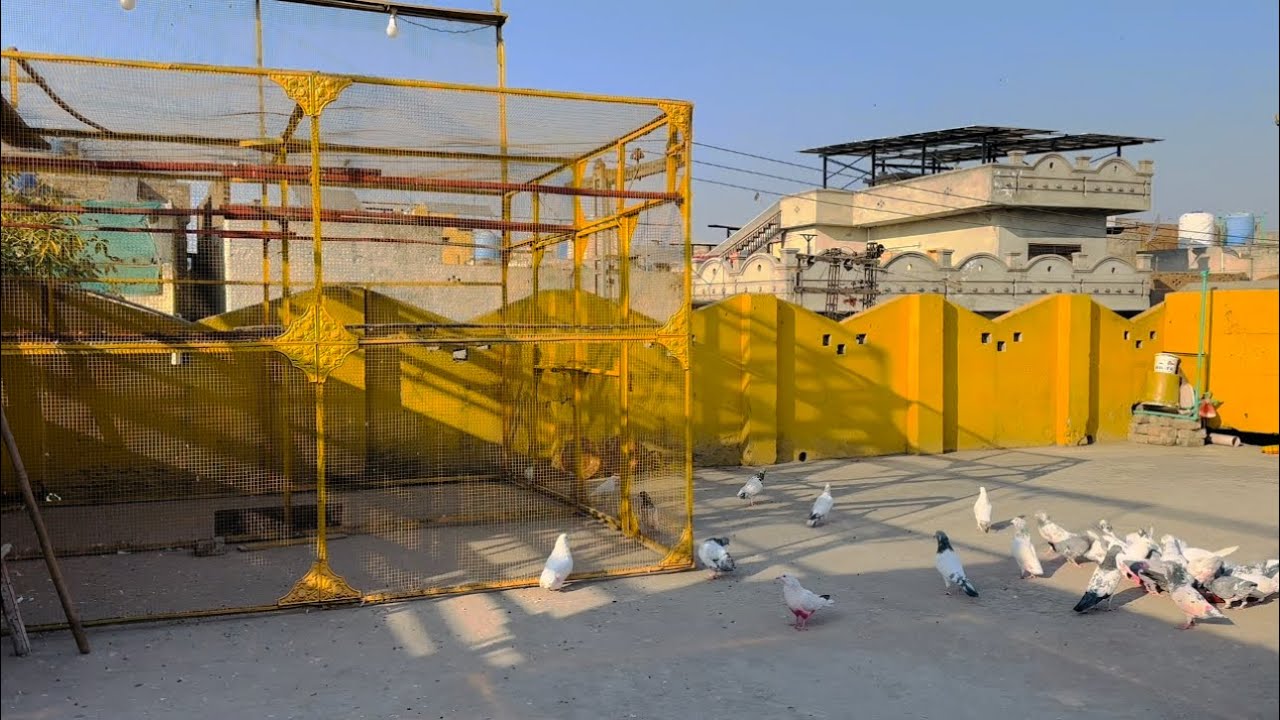 Naye bacho ko band k bhr nikal dia 😱 | Dar pigeons club | 