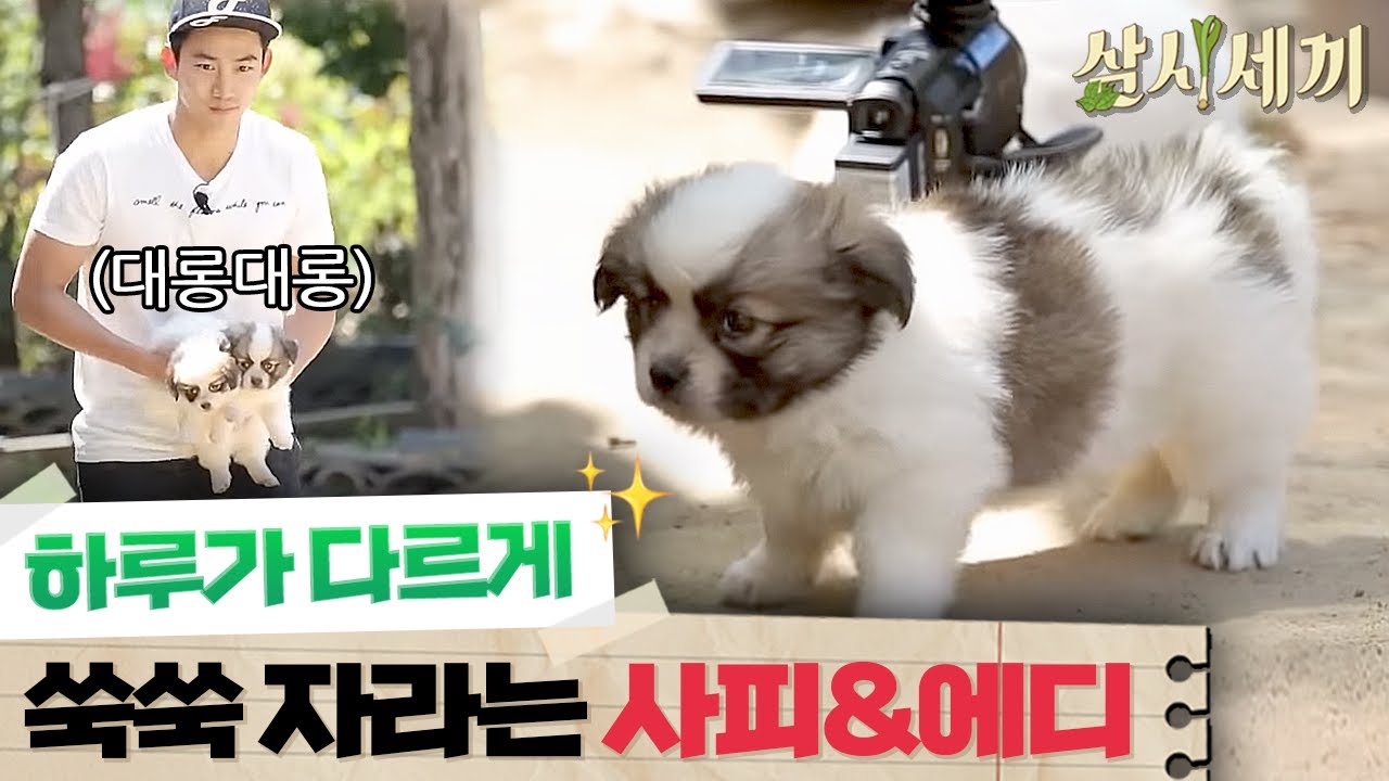 [#삼시세끼정선편] (심멎) 사피&에디가 이만큼 자랐어요! 이제는 이름도 알아 듣는 강아지들🐶