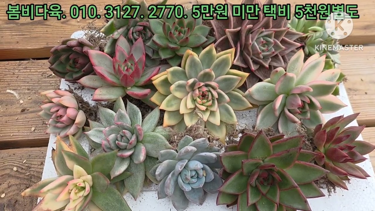 완판(봄비다육11.3.저녁영상)  저녁모듬셋트/올립니다/ 한다라니에/만원데이/언능언능데려가세요~~