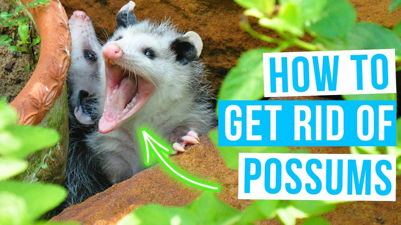 How to GET RID OF POSSUMS | Home remedies