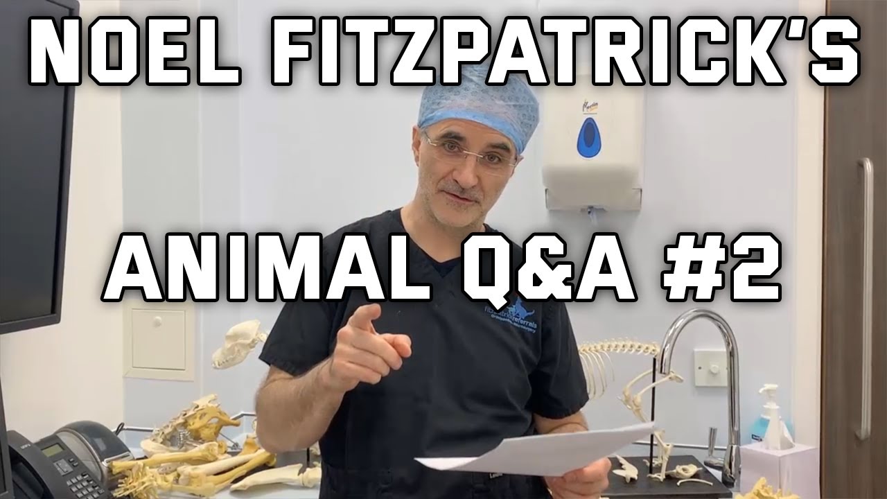 Animal Q&A #2 with Noel Fitzpatrick - 15th May 2020
