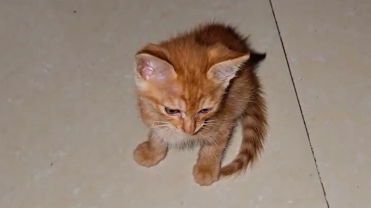 道の真ん中で震える子猫を保護した女性。懸命に看病して3日後、見せた甘えん坊の姿に胸が熱くなる【感動】
