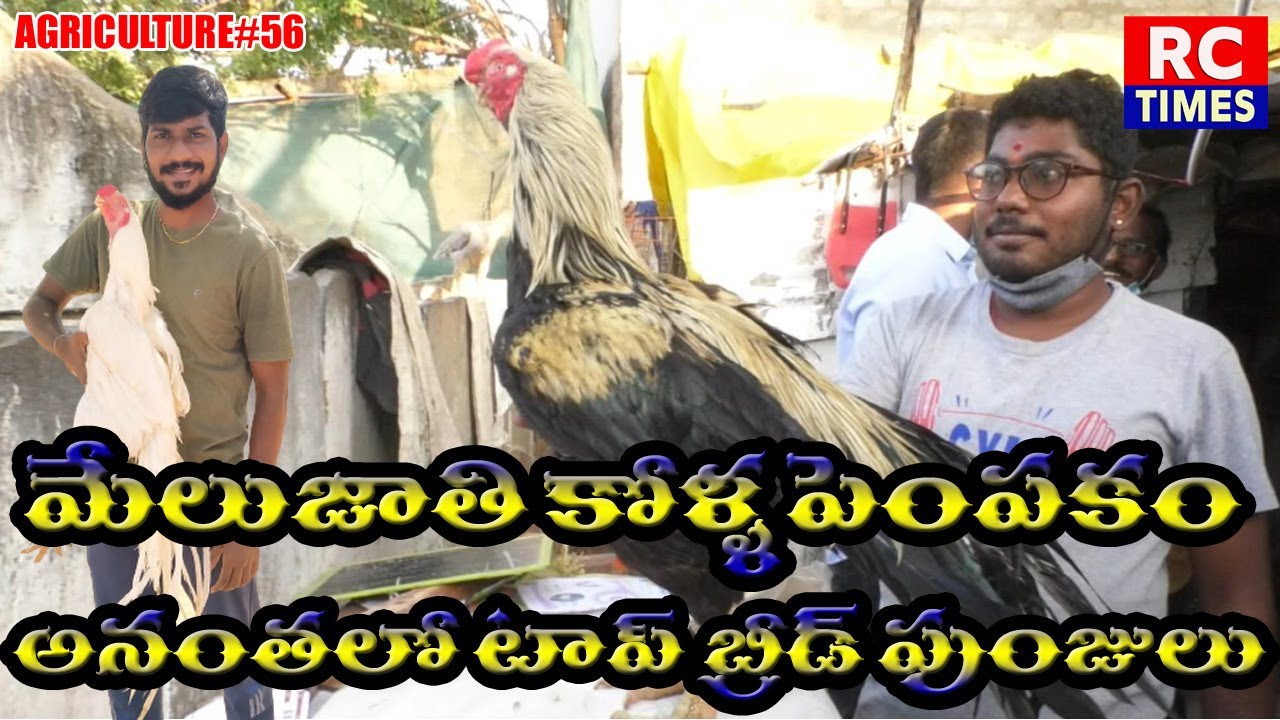 మేలుజాతి కోళ్ళ పెంపకం|| అనంతలో టాప్ బ్రీడ్ పుంజులు ||#RCTIMES#ATP TOP HENS BREEDS IN ATP||#HENS#KODI