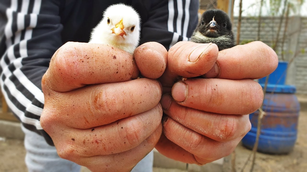 🐤 KARZEŁKI ŁAPCIATE 🐤 lęgi z inkubatora ❤️ MOJE MINI ZOO / odc. 205