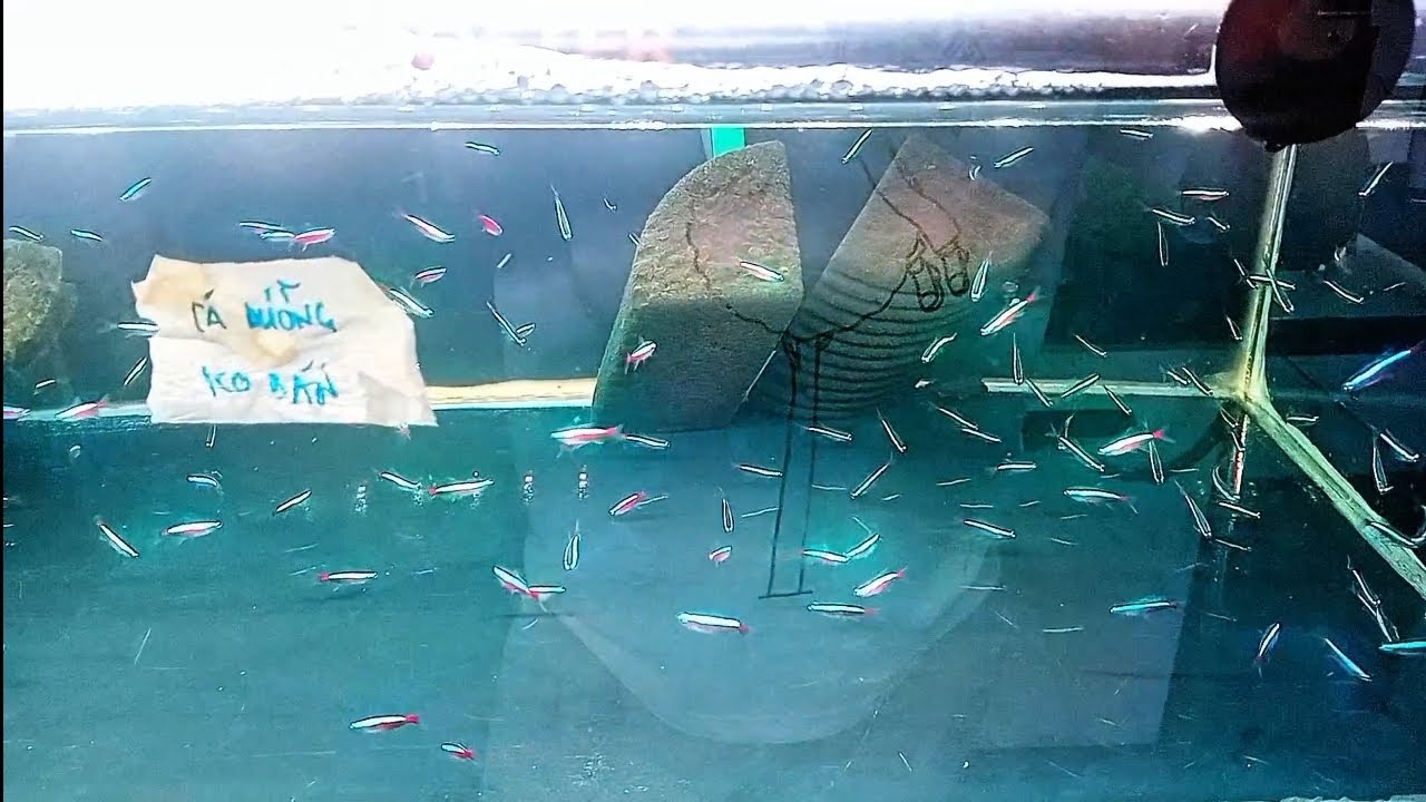 Mua sắm Tết - Mua cá trang trí Tết ;)