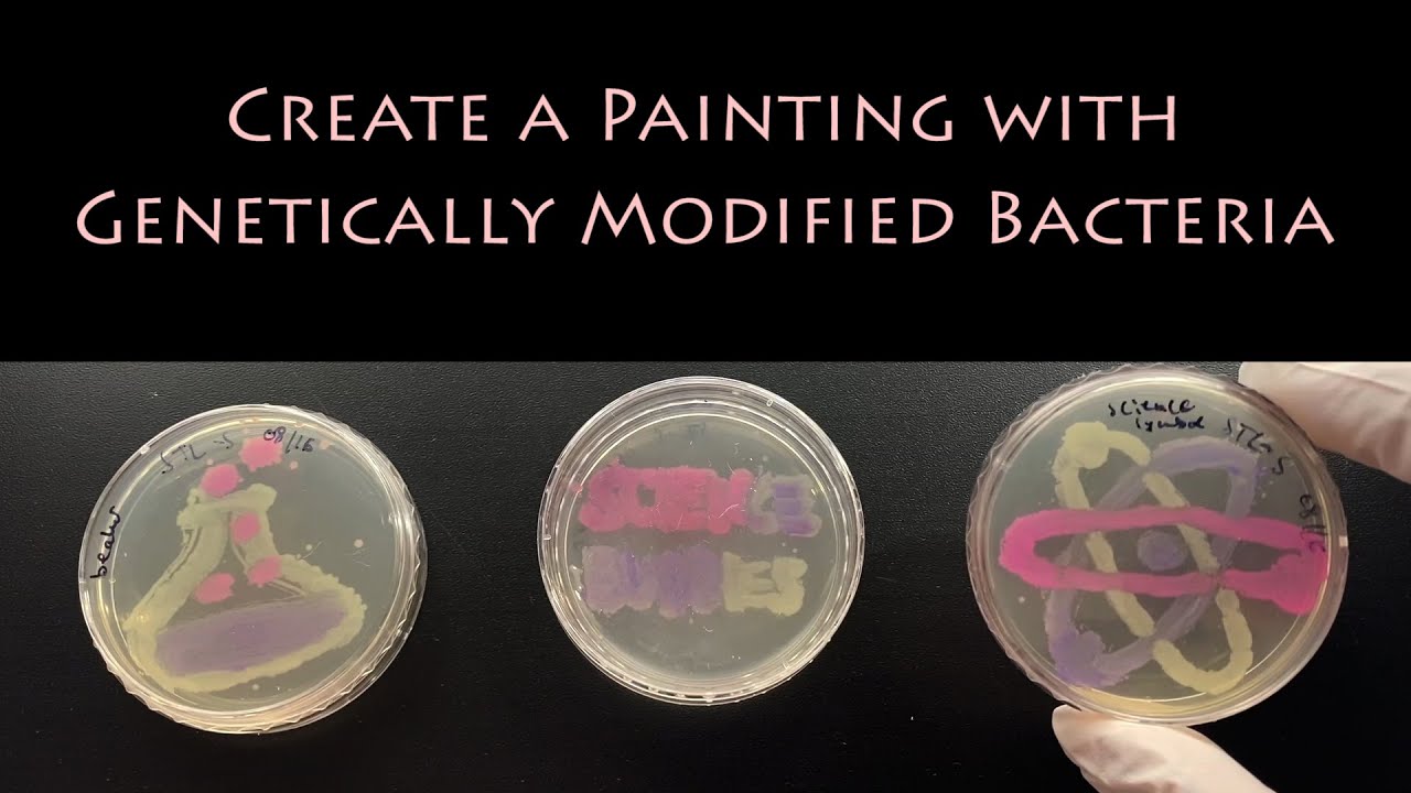 Create a Painting With Genetically Modified Bacteria | STEM Activity