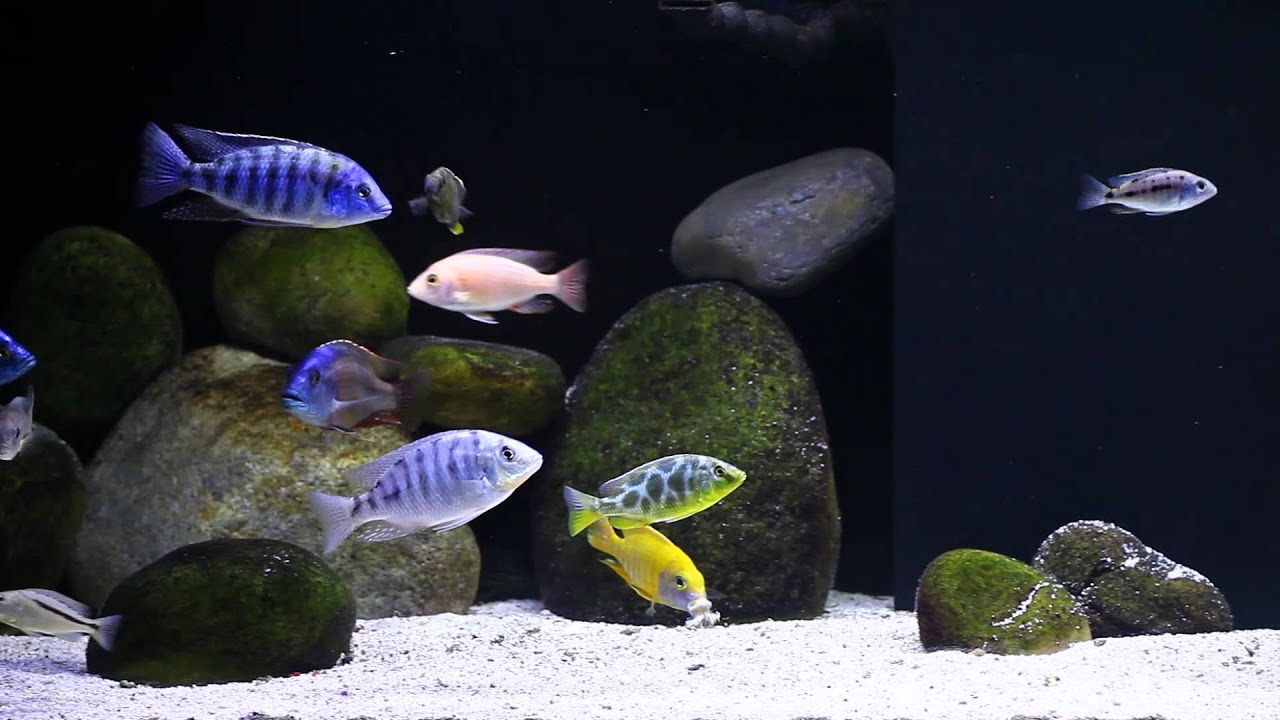 150 Gallon Long Lake Malawi Peacock and Hap Cichlid Tank