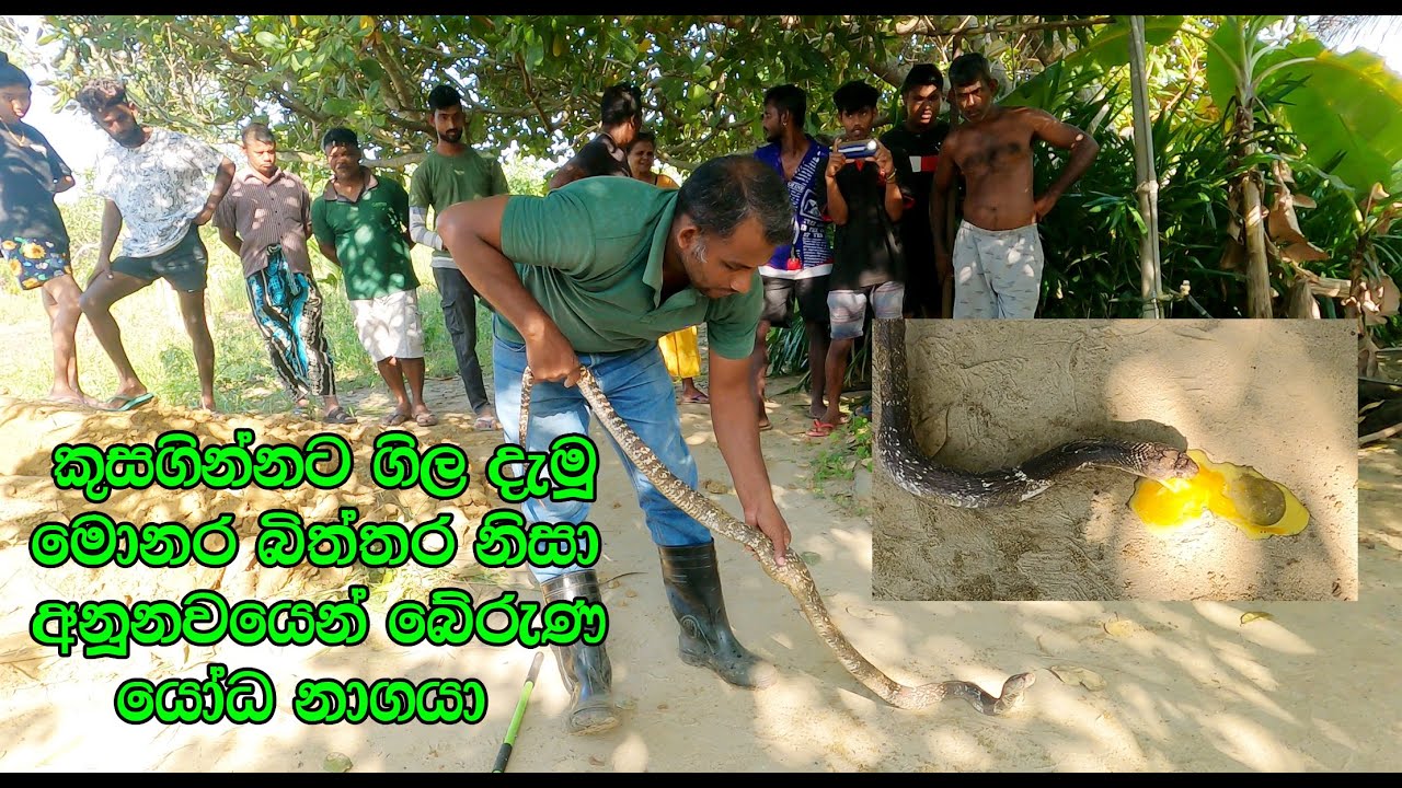 The giant cobra survived the ninety-nine because of swallowed peacock eggs