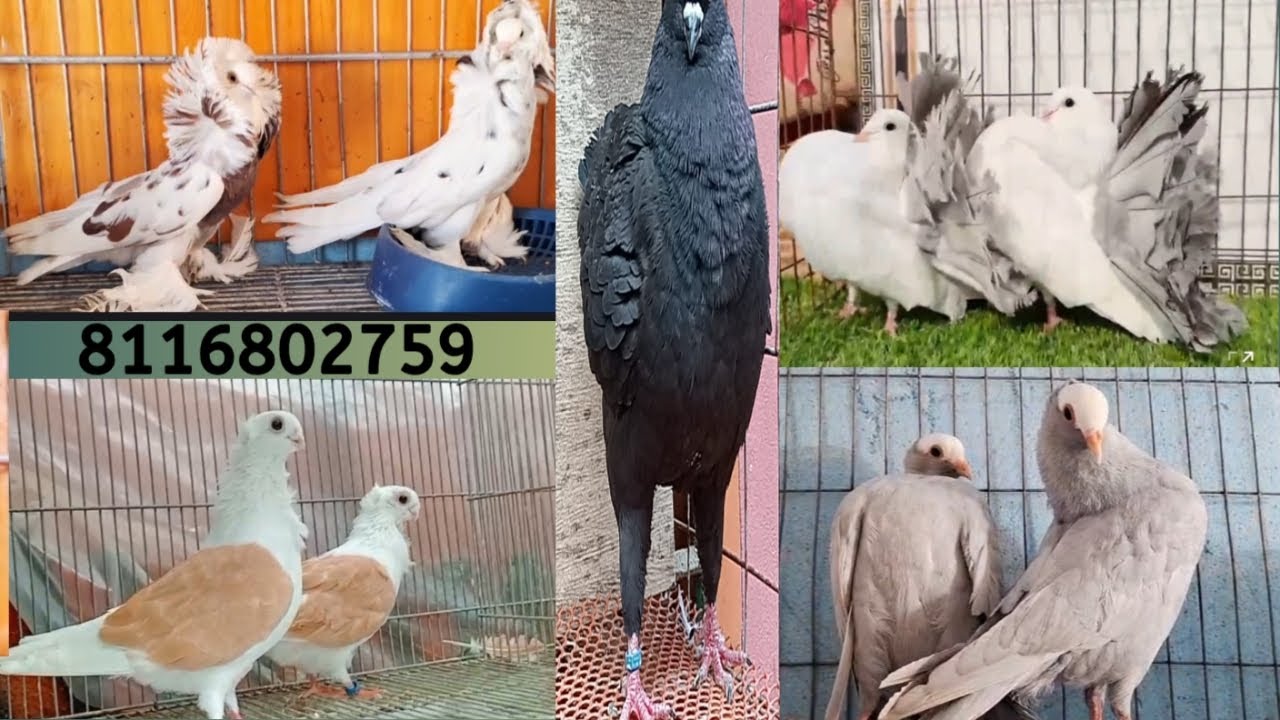 All types fency pigeon available.All India delivery possible 8116802759