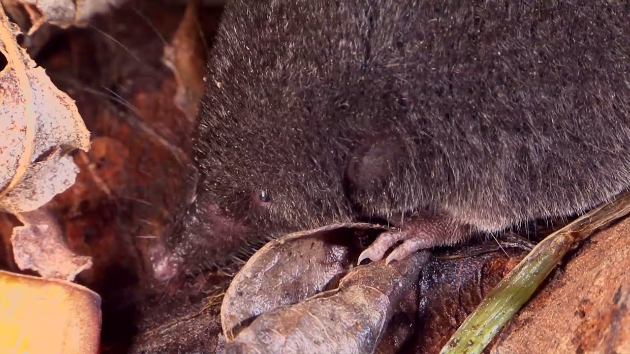 The Blackish Small-Eared Shrew is an Eating Machine