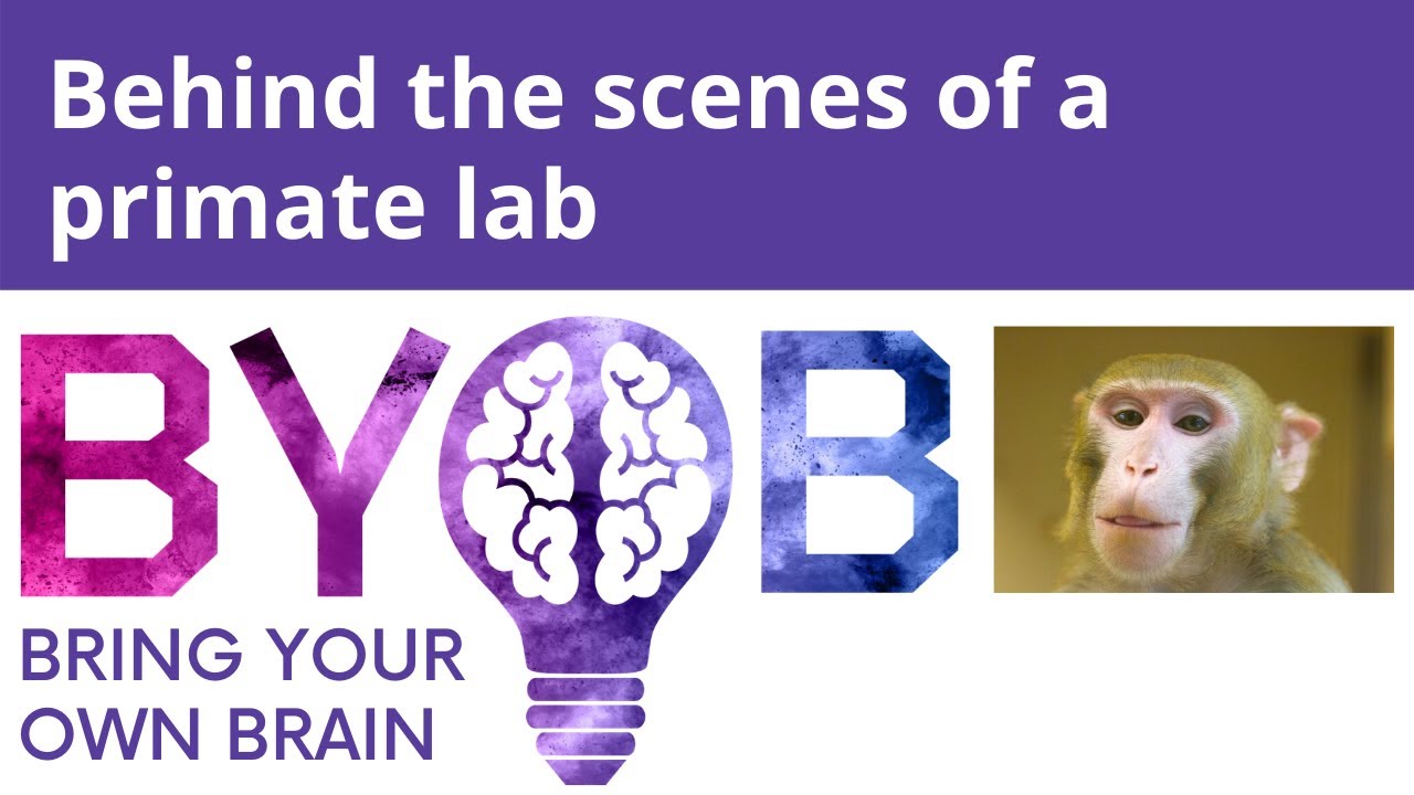 Behind the scenes of a primate lab