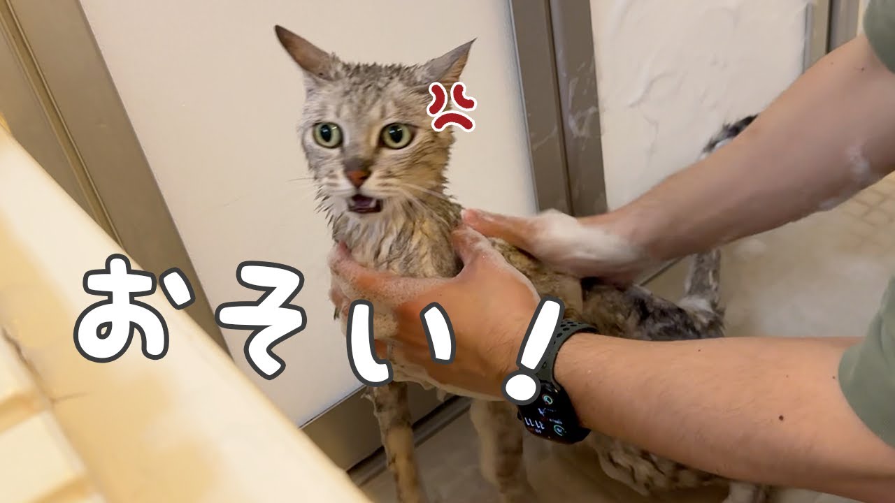 文句言って嫌がりながらも頑張るマロちゃんのシャンプー！！