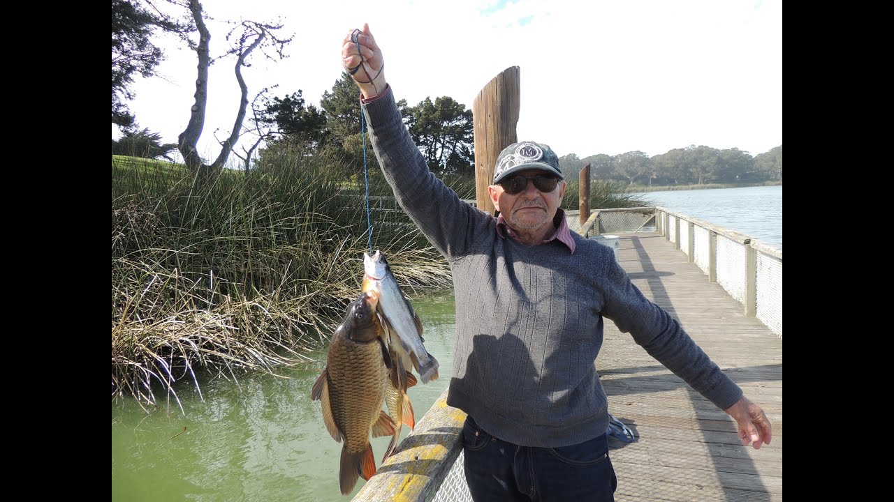 Two carps and one trout - today at Lake Merced