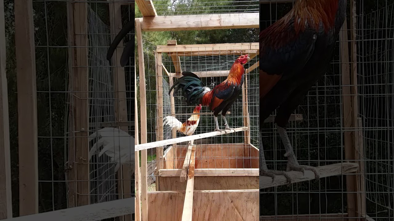 American Gamefowl stags. Shubin hatch and Red Pyle hatch roosters
