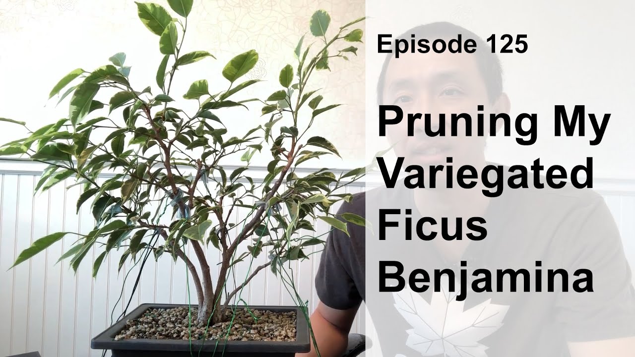 Episode 125, Pruning My Variegated Ficus Benjamina