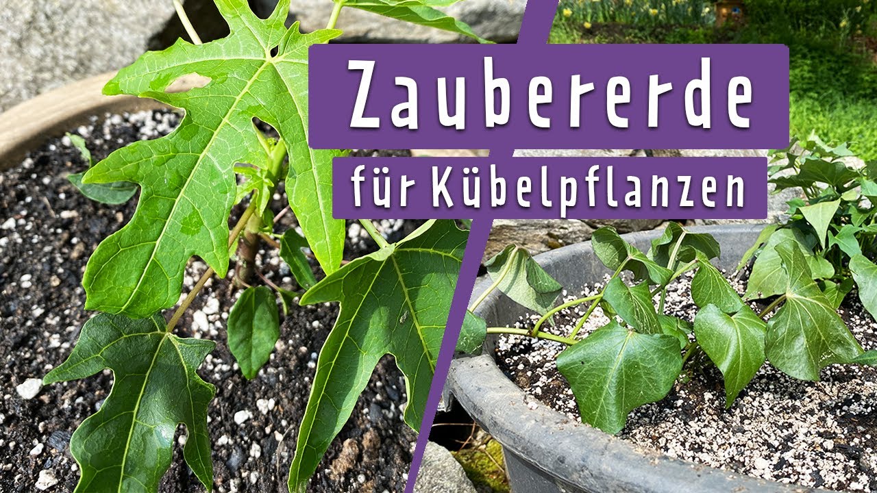 DIY: Pflanzerde selber mischen | MDR Garten