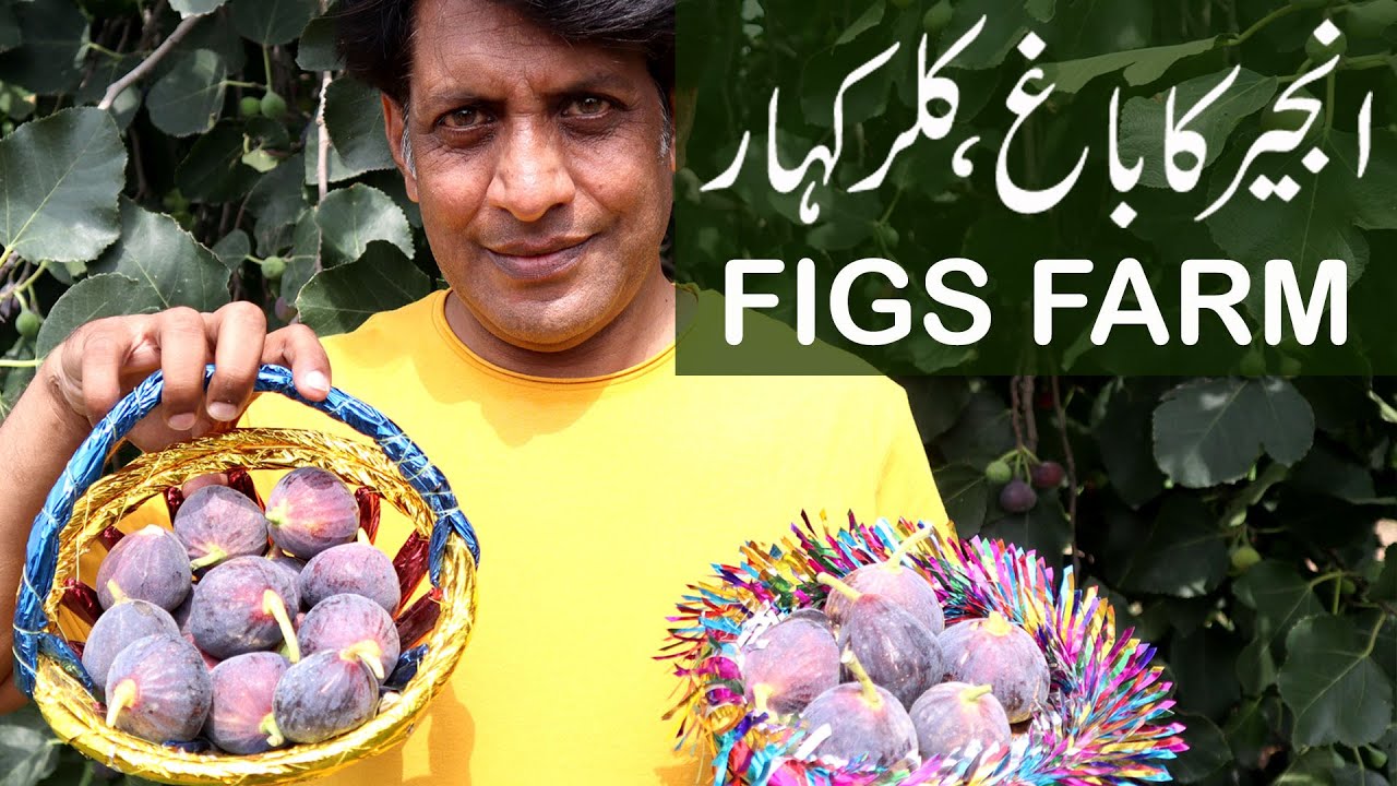 Inside Ameer FIGS FARM | Kallar Kahar-Pakistan | FRESH FIGS, Fig Syrup, Organic Jam | Arshad VLOG
