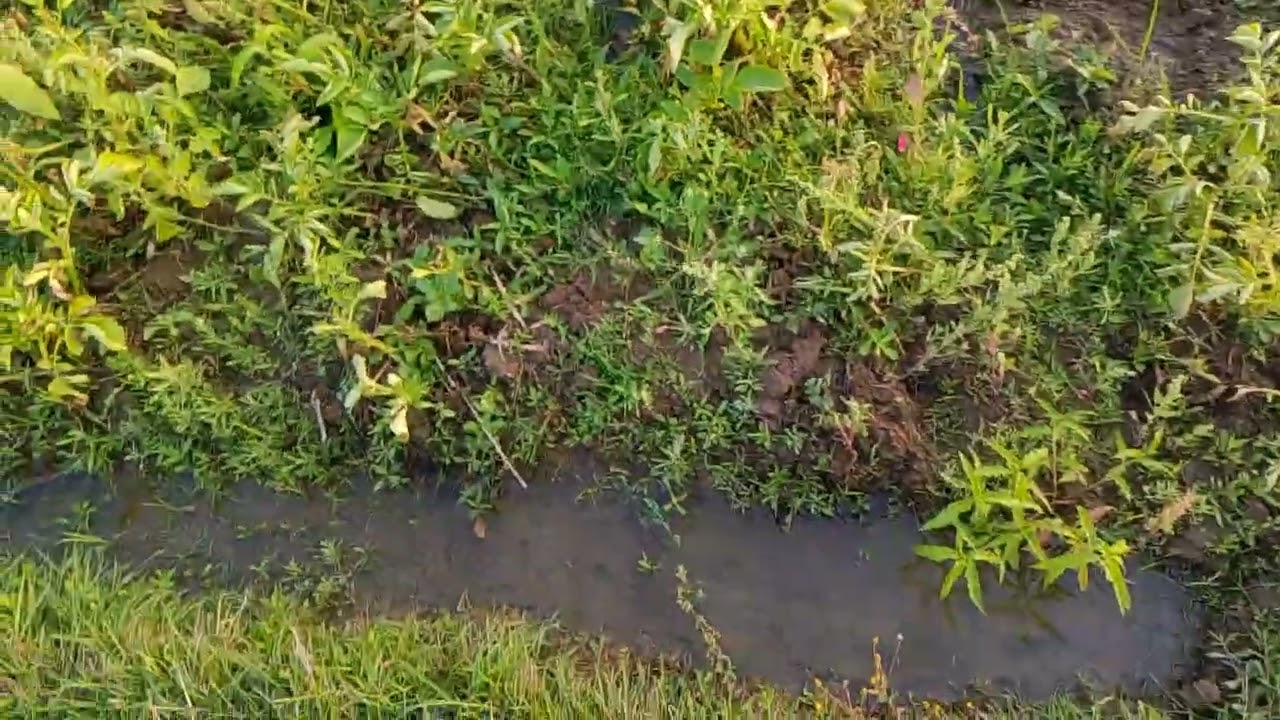 আলু ক্ষেত 🥺🥺😔😔🥹🥹
