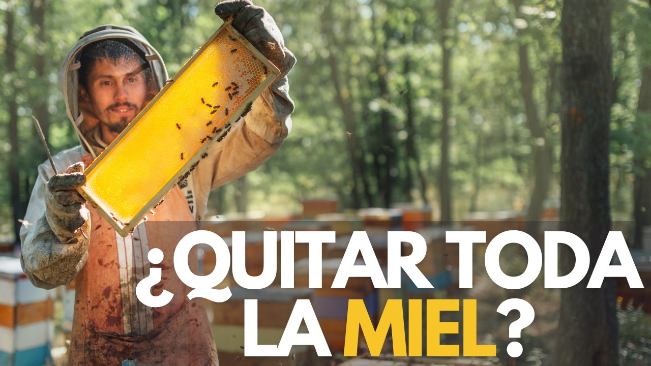 ¿Debemos quitar toda la MIEL de las COLMENAS cuando cosechamos? Lecciones de Apicultura