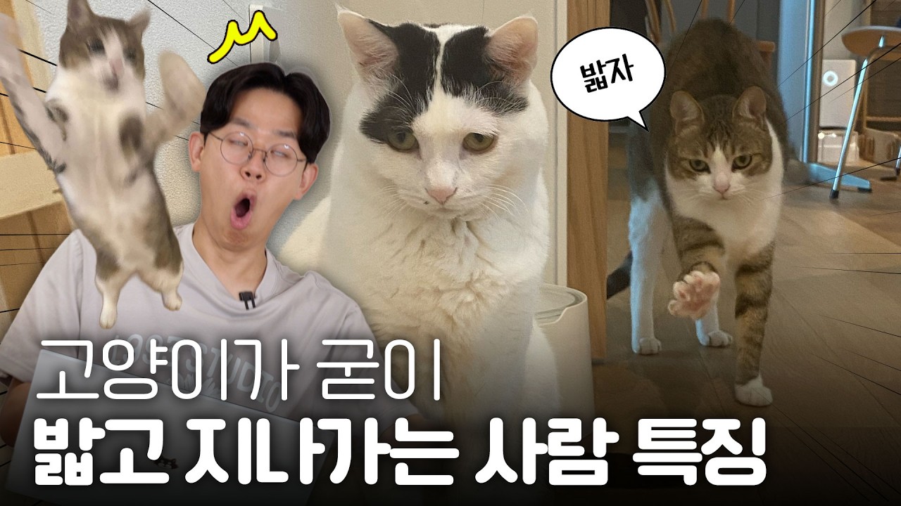 고양이한테 한 번이라도 밟혀본 사람이 대단한 이유