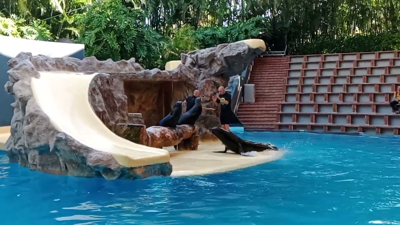 Show de los leonés marinos del Loro Parque en el Puerto de la Cruz tenerife.