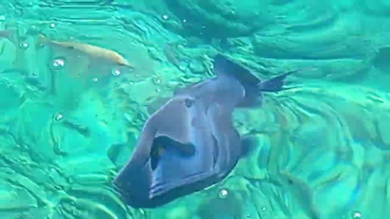 Отчёт по поездке Хургаду. Hurghada Ägypten Pikalbatros 
