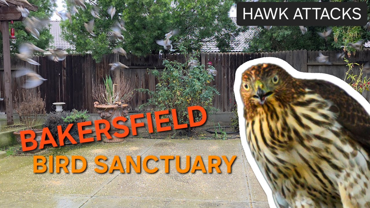 Hawk attacks Mourning doves!