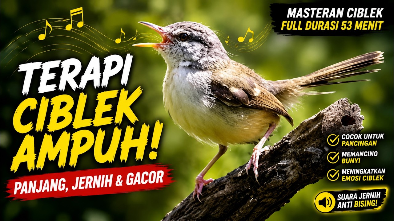 Terapi Ciblek Ampuh...