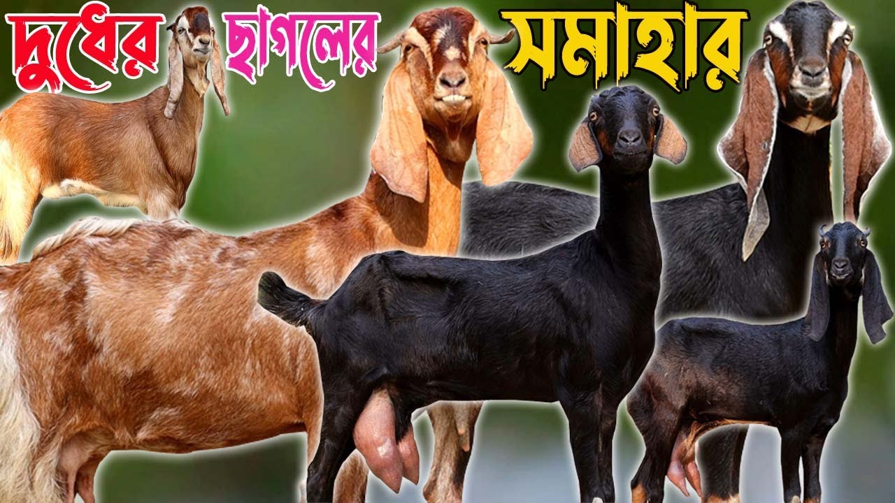 সবচেয়ে কম দামে উন্নত হাই কোয়ালিটি সুপার সব দুধের ছাগল দেখুন | বিটোল যমুনাপারী | Goat Farming