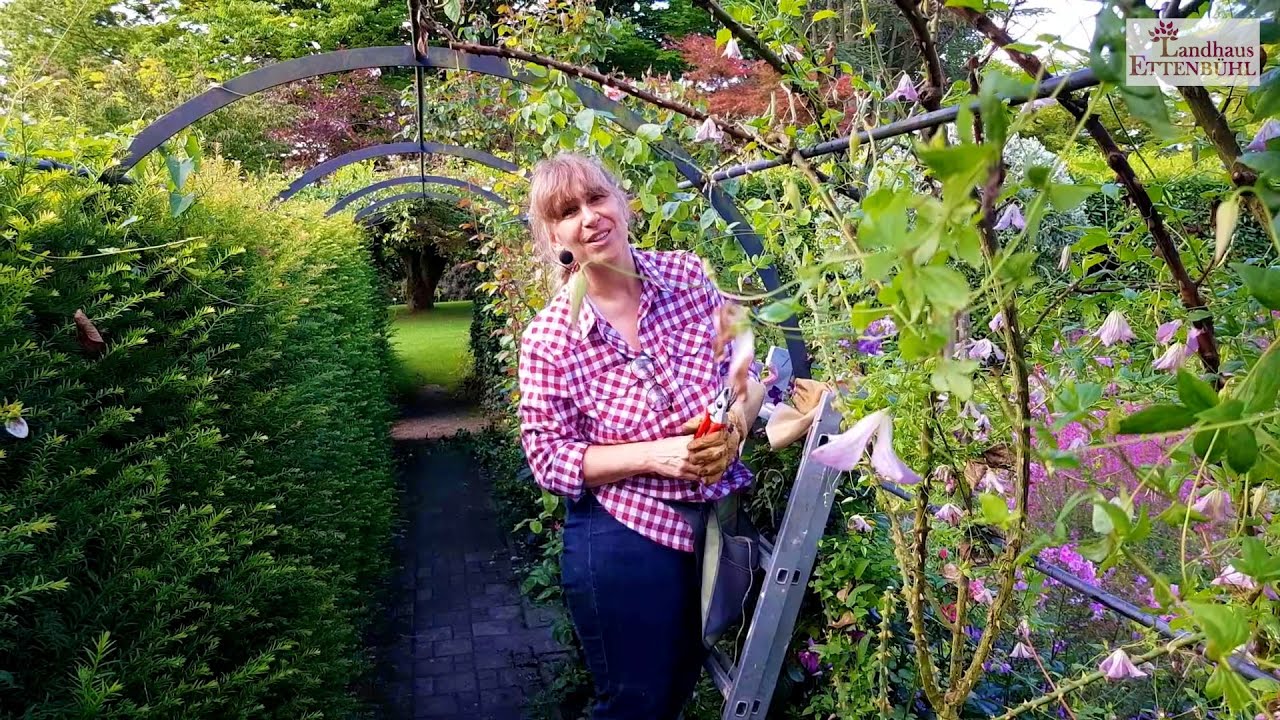 Kletterrosen am Laubengang im Landhaus Ettenbühl