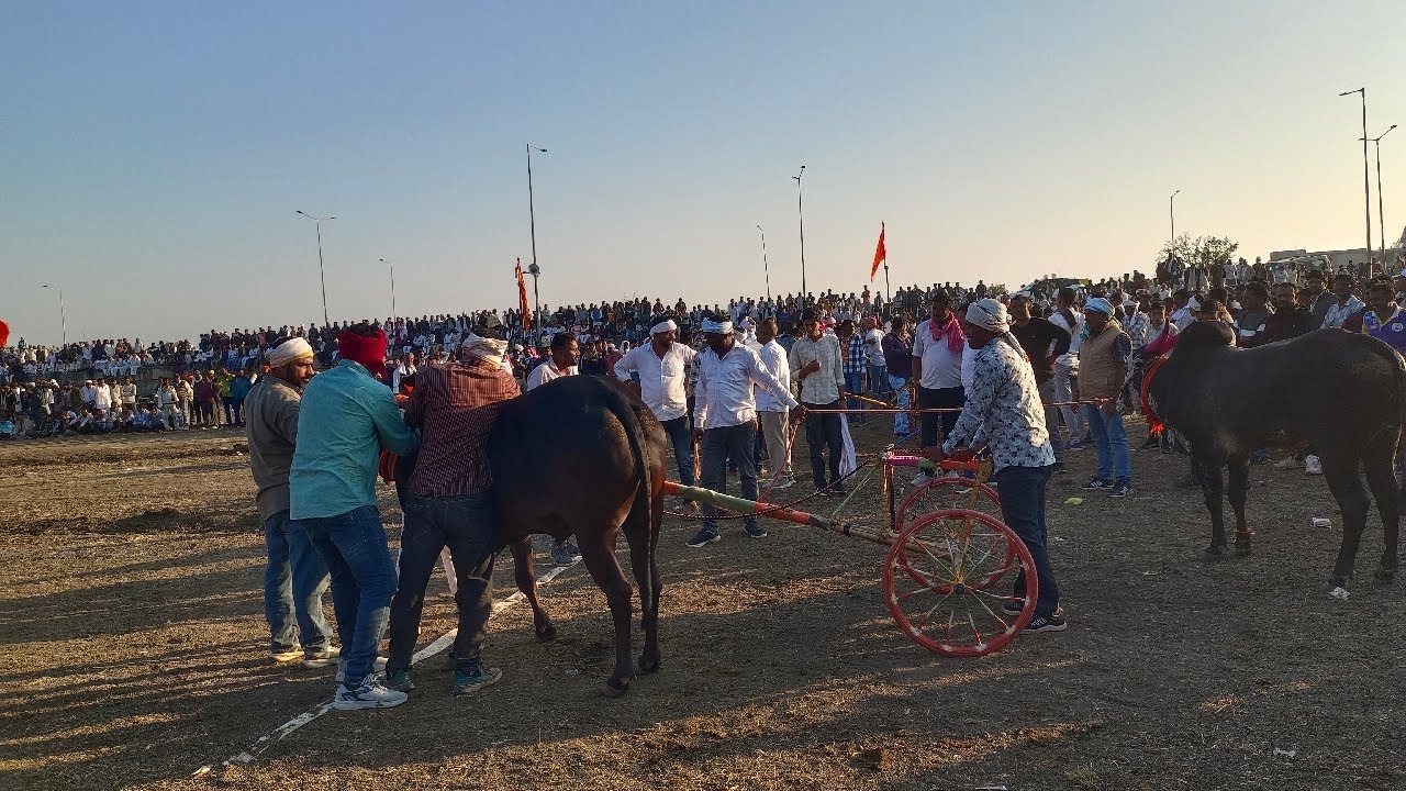 harda बैल गाड़ी दौड़ का  लाइव