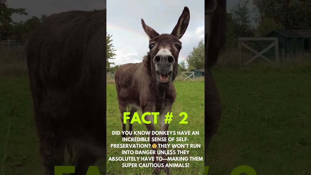 Did You Know Donkeys Are This Smart?
