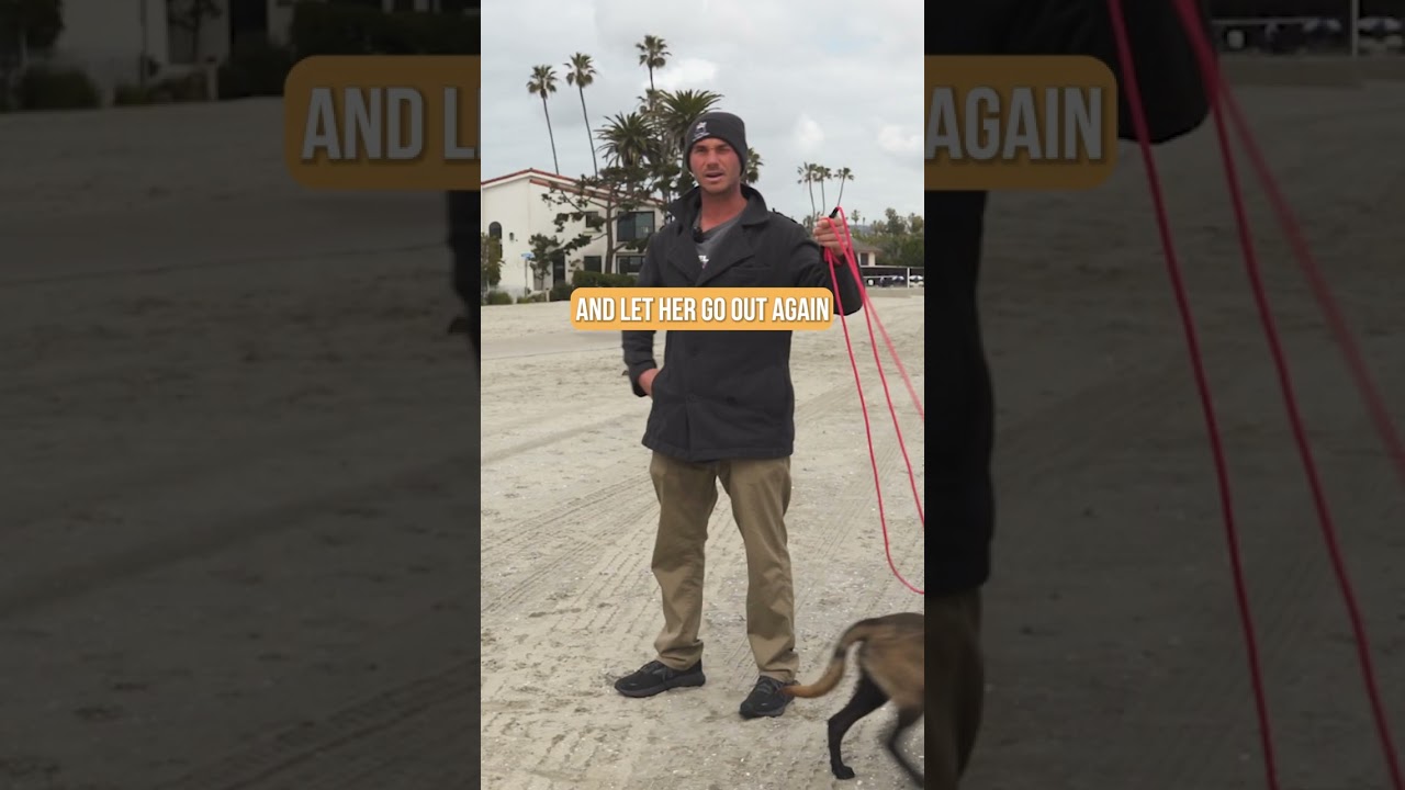 How to Walk a Puppy Under 5 Months Old