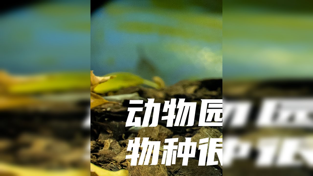 美如翡翠，巧如猿猴的蜥蜴，你见过吗？富尔达陆族馆·下（1）