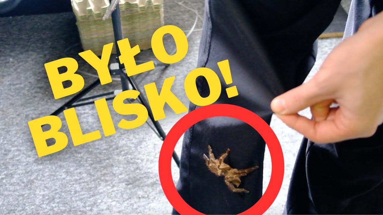 O KROK OD UKĄSZENIA PTASZNIKA! 🤯 |ARACHNOHOBBIA|