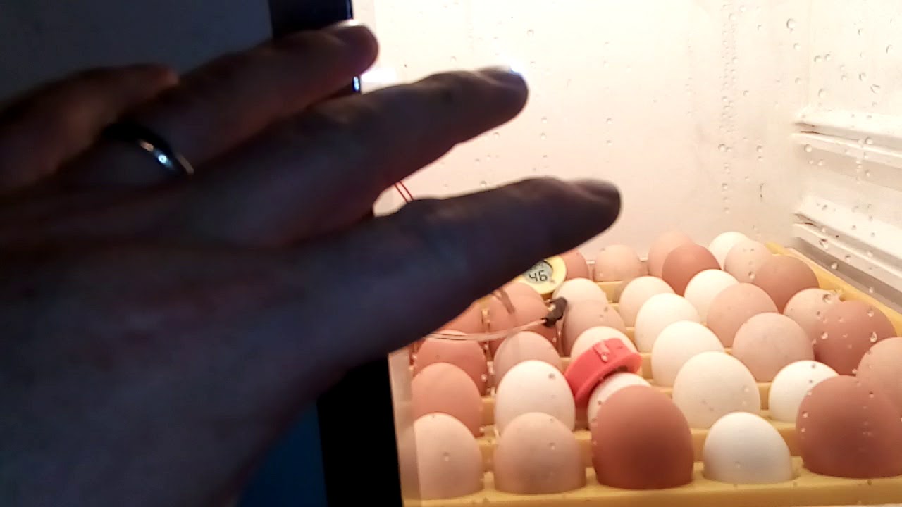 200 egg Homestead incubator part 3