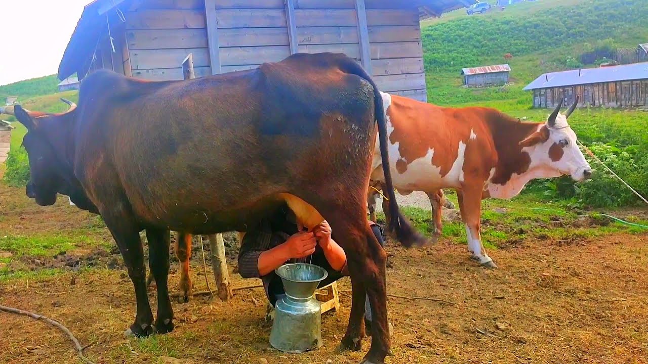 Village Life Gilan Iran - A Day in a Village - Milking Cows - Animal Farms